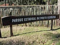 Tamanduá-bandeira é atropelado em frente ao Parque Estadual de Porto Ferreira