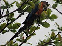 Araras azuis (Ara ararauna) aparecem em Porto Ferreira