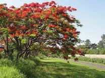 Floração do flamboyant em Porto Ferreira