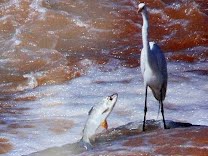 Período da Piracema: Pesca está proibida até fevereiro de 2013