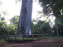  Parque Estadual de Vassununga tem a árvore mais antiga do país