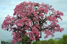 Paineiras atraem a atenção por suas belas florações 