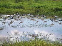 Aves migratórias chegam a Porto Ferreira