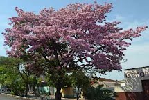 Ipê-rosa florido atrai a atenção na Av. Rudolf Streit, Vila Sybilla