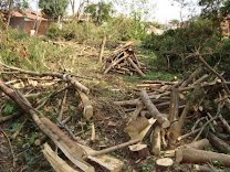 Fiscalização de Posturas e Polícia Ambiental autuam infratores por corte ilegal 