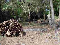 Crime ambiental na margem do córrego do Brejo Grande