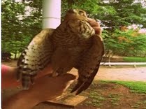 Duas aves morrem eletrocutadas neste sábado em Porto Ferreira 