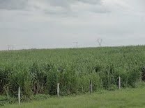 Queima da cana-de-açúcar está proibida no Estado de São Paulo