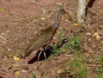 Ave silvestre faz controle de caramujo africano 