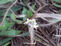 Encontrada nova espécie  de orquídea na região 