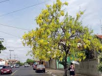  Chuvas de ouros florescem e embelezam ruas da cidade