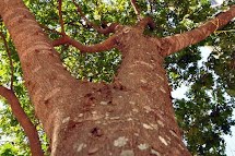 Programa incentiva plantio e cultivo sustentável do Pau-Brasil