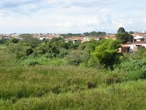 A importância da arborização urbana