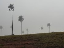 Alckmin lança projeto para recuperar pastagens degradadas do Estado de SP