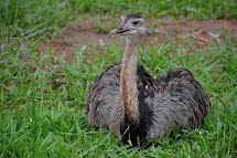 Parque Ecológico de São Carlos é uma boa opção de passeio