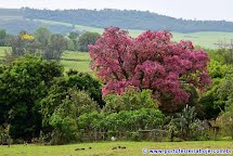 As admiráveis castanheiras cor-de-rosa da Estância Climática de Santa Rita do Passa Quatro