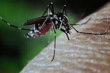 Exército Brasileiro participa do esforço de combate ao mosquito Aedes aegypti