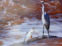 CEPTA  de Pirassununga promove evento de divulgação do dia mundial da migração de peixes