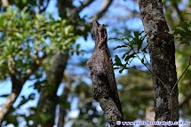 Fotografado Urutau no Parque Estadual de Porto Ferreira