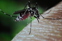 Mosquito da dengue tem evolução rápida e pode sobreviver a todas as estações do ano