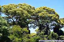 Florescem os gigantes do Parque