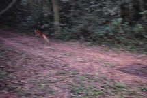 Onça parda retorna ao seu habitat em Porto Ferreira