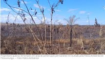 Crime Ambiental: homem é multado em mais de R$ 1 milhão por incêndio florestal em Pirassununga