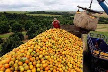Tarifaço de Trump no EUA pode gerar impacto de R$ 1,1 bilhão no setor de suco de laranja do Brasil