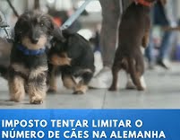 Para uma boa reflexão: Alemanha cobra imposto sobre cães e tem arrecadação recorde